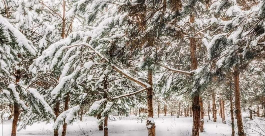 Sosnowy Raj Domki Nad Wkra Popielzyn Dolny Εξωτερικό φωτογραφία